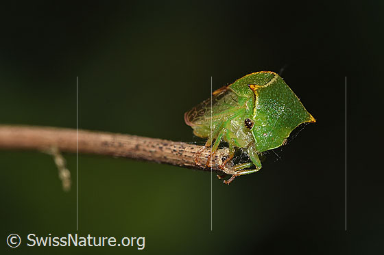 Foto: Büffelzikade (Stictocephala bisonia). Ansicht von seitlich vorne.