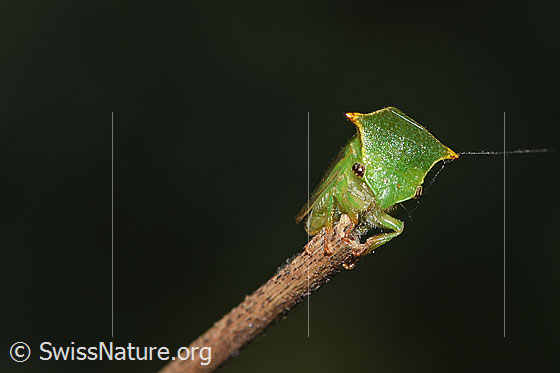 Foto: Büffelzikade (Stictocephala bisonia). Ansicht von seitlich vorne.