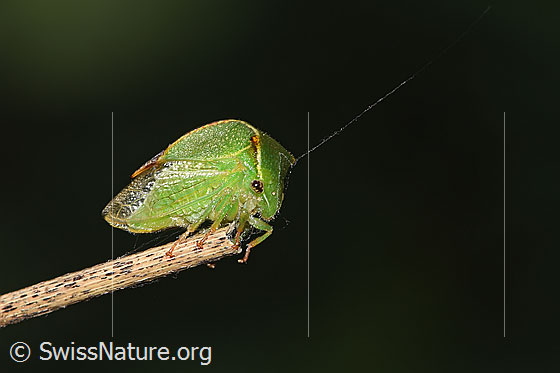 Foto: Büffelzikade (Stictocephala bisonia). Ansicht von seitlich vorne unten.