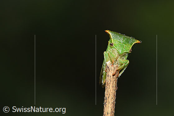 Foto: Büffelzikade (Stictocephala bisonia). Ansicht von vorne.