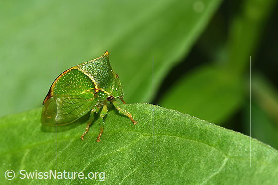 Foto: Büffelzikade (Stictocephala bisonia). Ansicht von seitlich vorne oben.