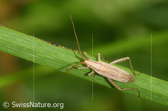 Foto: Glattköpfige Schmalwanze (Stenodema laevigata). Wird auch Glatte Grasweichwanze genannt. Ansicht von oben.