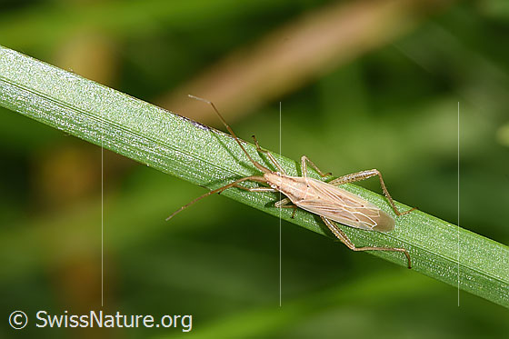 Foto: Glattköpfige Schmalwanze (Stenodema laevigata). Ansicht von oben.