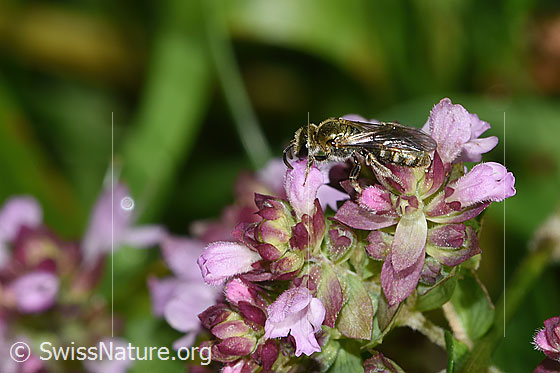Foto: Dunkelgrüne Schmalbiene (Lasioglossum morio) auf Echtem Dost (Origanum vulgare). Länge 6mm. Weibchen. Ansicht von seitlich oben.