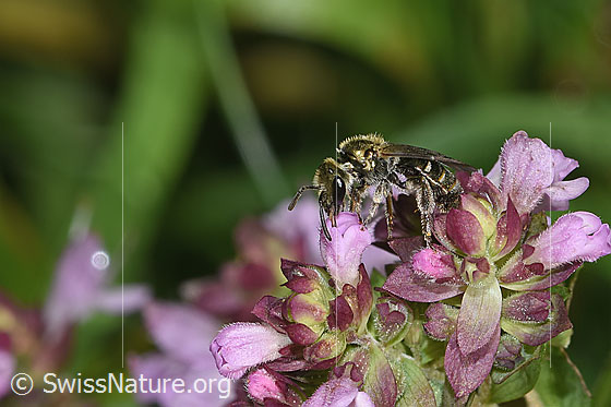 Foto: Dunkelgrüne Schmalbiene (Lasioglossum morio) auf Echtem Dost (Origanum vulgare). Länge 6mm. Weibchen. Ansicht von der Seite.