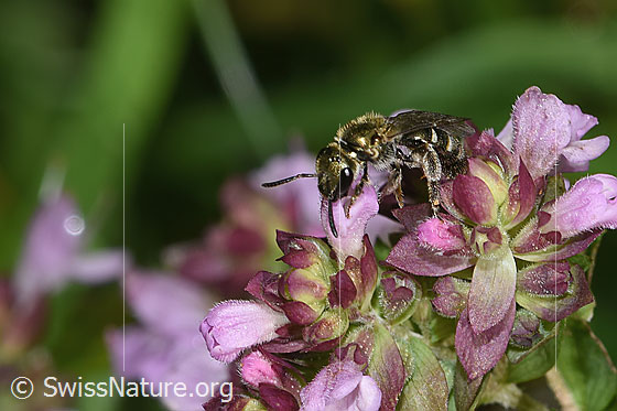 Foto: Dunkelgrüne Schmalbiene (Lasioglossum morio) auf Echtem Dost (Origanum vulgare). Länge 6mm. Weibchen. Ansicht von seitlich vorne.
