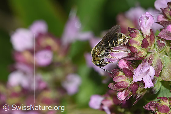 Photo: Lasioglossum morio on Origanum vulgare. Length 6mm. Female. View from the side above.