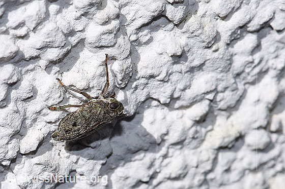 Foto: Echte Käferzikade (Issus coleoptratus). Körperlänge 7mm. Ansicht von seitlich oben.