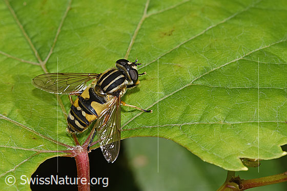 Foto: Gemeine Sumpfschwebfliege (Helophilus pendulus). Länge 13mm. Weibchen.