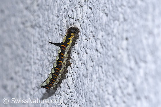 Foto: Raupe der Pfeileule (Acronicta psi). Ansicht von der Seite.