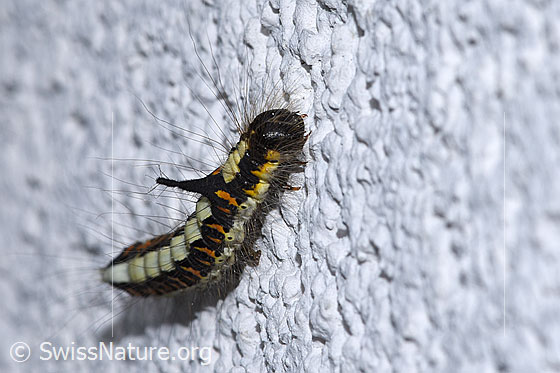 Foto: Raupe der Pfeileule (Acronicta psi). Ansicht von seitlich vorne oben.