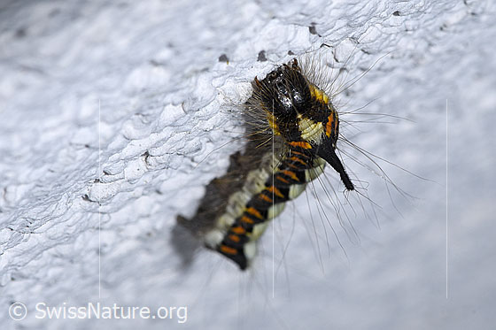 Foto: Raupe der Pfeileule (Acronicta psi). Ansicht von vorne.
