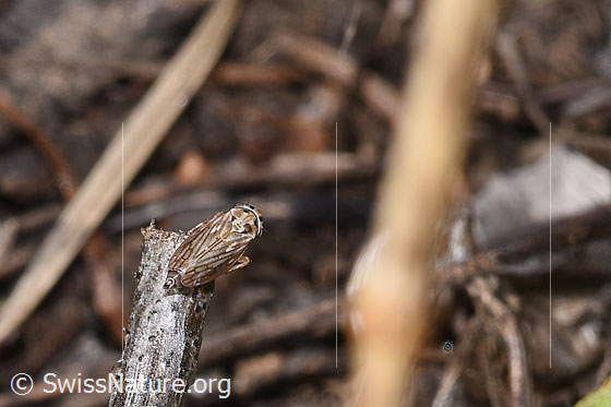 Photo: Probably Anaceratagallia ribauti. 2.7 - 3.3mm. View from above.