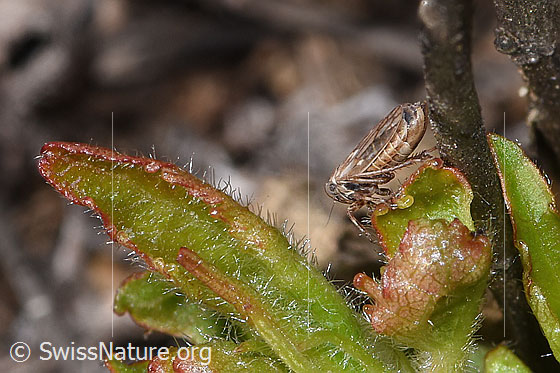 Foto: Wahrscheinlich Wiesen-Dickkopfzikade (Anaceratagallia ribauti). 2.7 - 3.3mm. Ansicht von der Seite.
