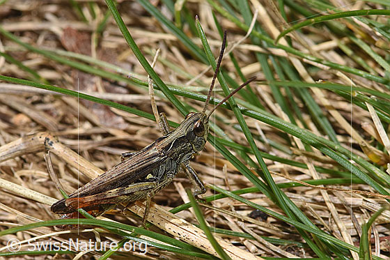 Foto: Verkannter Grashüpfer (Chorthippus mollis). Länge 17mm. Männchen. Ansicht von seitlich oben.