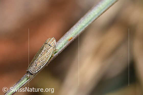 Foto: Wahrscheinlich Kandelabergraszirpe (Arocephalus longiceps). Länge 3.4 - 4.2mm. Ansicht von schräg oben.