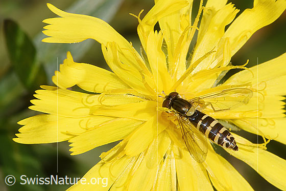 Foto: Gemeine Langbauchschwebfliege (Xylota segnis) auf Doldigem Habichtskraut (Hieracium umbellatum). Flügel geöffnet. Ansicht von seitlich oben.