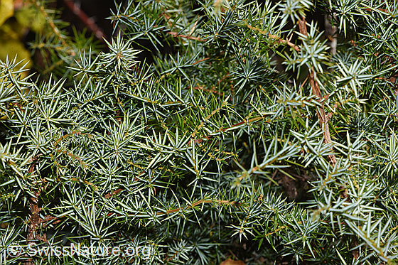 Foto: Gemeiner Wacholder (Juniperus communis). Ästchen und Nadeln.
