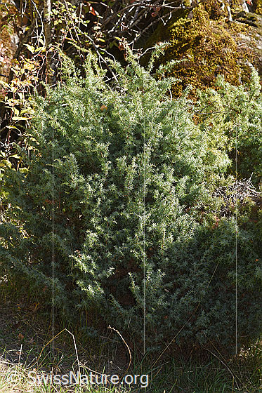 Foto: Gemeiner Wacholder (Juniperus communis). Ganze Pflanze (Habitus).