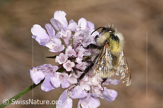 Foto: Bunte Hummel (Bombus sylvarum) auf Gemeiner Skabiose (Scabiosa columbaria). Länge 10 - 18mm. Wird auch Bunthummel oder Waldhummel genannt. Ansicht von schräg oben.