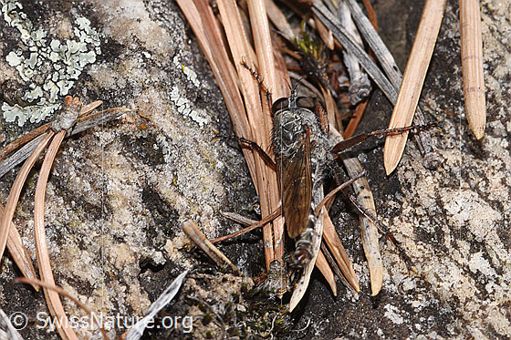 Foto: Wahrscheinlich Kleine Raubfliege (Tolmerus pyragra). Länge 11 - 14mm. Weibchen. Ansicht von oben.