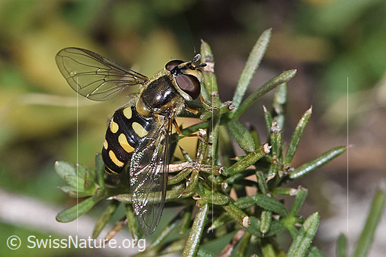 Photo: Eupeodes luniger. Length 9 - 12mm. Female. View from diagonally above.