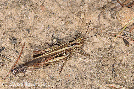 Foto: Wahrscheinlich Brauner Grashüpfer (Chorthippus brunneus). Länge 17 - 25mm. Weibchen. Ansicht von seitlich oben.