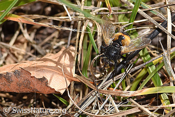 Photo: Probably Nowickia ferox. Length 13 - 16mm. View from above.