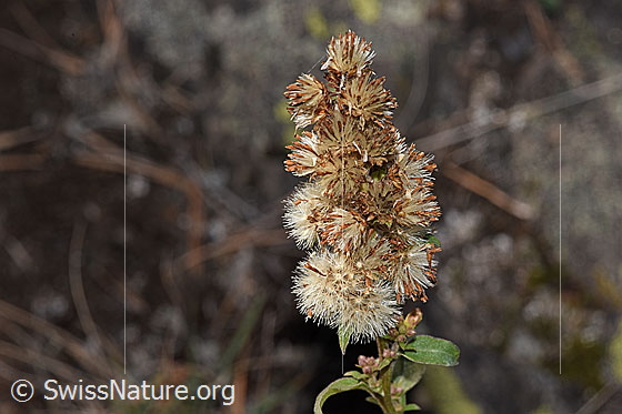Foto: Echte Goldrute (Solidago virgaurea ssp. virgaurea). Verblühte Blüten.
