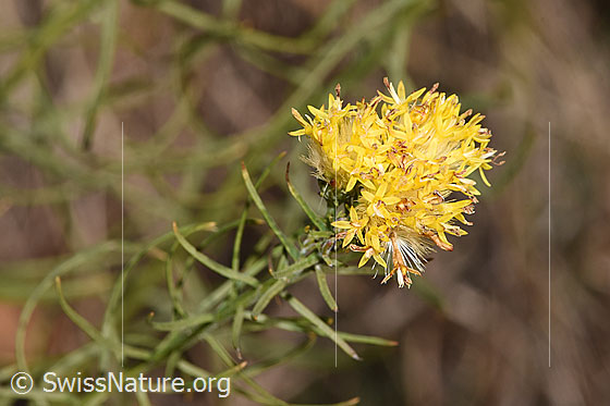 Foto: Gold-Aster (Aster linosyris). Blüte und Stängel.
