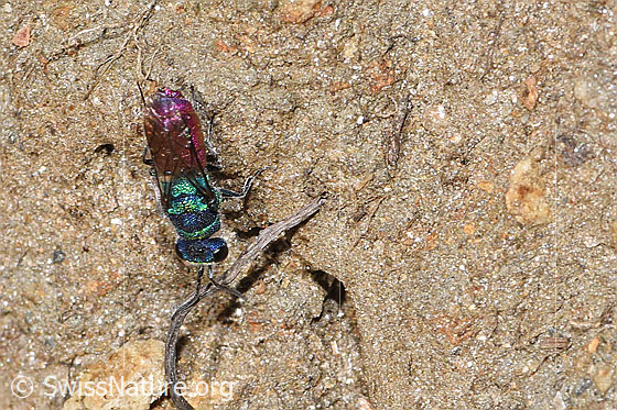 Foto: Wahrscheinlich Chrysis rutiliventris (Goldwespe aus der Chrysis Ignita-Gruppe). Länge 5 - 8mm. Ansicht von oben.