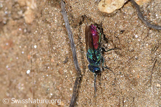 Chrysis rutiliventris (Goldwespe)