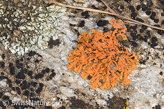 Foto: Wahrscheinlich Zierliche Gelbflechte (Xanthoria elegans). Durchmesser: ca. 1cm. Ansicht von oben.