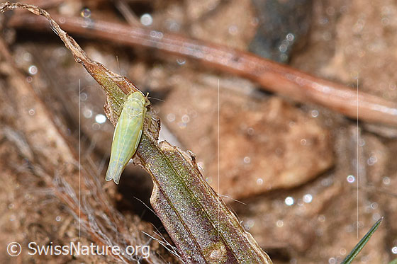 Foto: Wahrscheinlich Schwefelblattzikade (Emelyanoviana mollicula). Ansicht von oben.