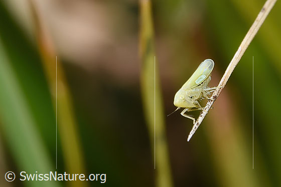 Foto: Wahrscheinlich Schwefelblattzikade (Emelyanoviana mollicula). Ansicht von der Seite.