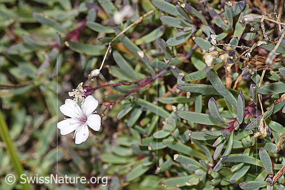 Foto: Kriechendes Gipskraut (Gypsophila repens). Blüte.