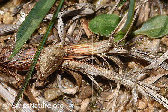 Foto: Wiesenschaumzikade (Philaenus spumarius). Länge: 5.5mm. Ansicht von oben.