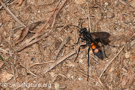 Foto: Frühlings-Wegwespe (Anoplius viaticus). Länge 9 - 14mm. Weibchen. Ansicht von oben.