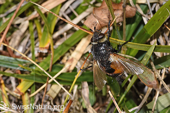 Photo: Probably Nowickia ferox. Length 13 - 16mm. View from top front.