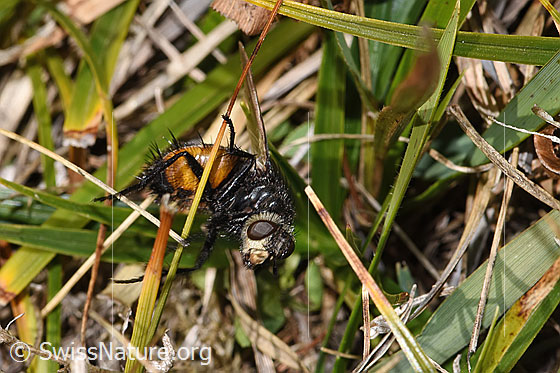 Foto: Wahrscheinlich Nowickia ferox (Raupenfliege). Länge 13 - 16mm. Ansicht von seitlich vorne.