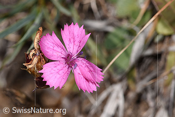 Foto: Gewöhnliche Kartäuser-Nelke (Dianthus carthusianorum). Blüte.