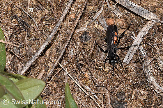 Foto: Frühlings-Wegwespe (Anoplius viaticus). Länge 9 - 14mm. Weibchen. Ansicht von oben.