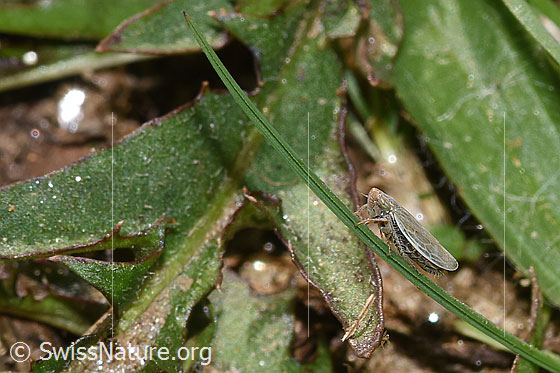 Foto: Wahrscheinlich Kandelabergraszirpe (Arocephalus longiceps). Länge 3.4 - 4.2mm. Ansicht von der Seite.