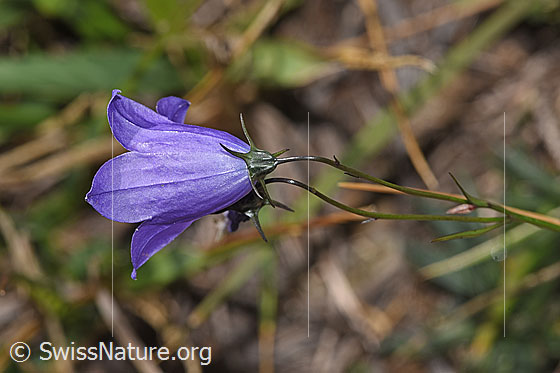 Foto: Scheuchzers Glockenblume (Campanula scheuchzeri). Blüte und Stängel.