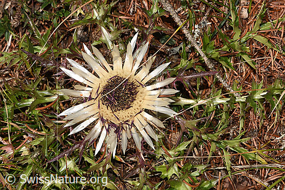 Foto: Silberdistel (Carlina acaulis ssp. caulescens). Blüte.