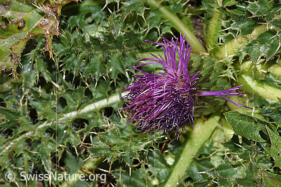 Foto: Stängellose Kratzdistel (Cirsium acaule). Blüte und Blätter.