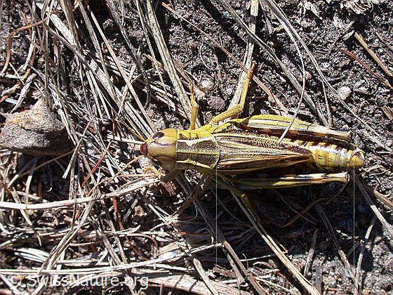Foto: Grosse Höckerschrecke (Arcyptera fusca), Weibchen, Ansicht von oben.
Lat.: Arcyptera fusca
Familie: Acrididae (Feldheuschrecken)
Unterfamilie: Gomphocerinae (Grashüpfer)