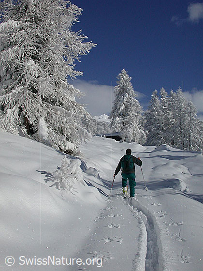 Foto: Unterwegs in verschneiter Landschaft