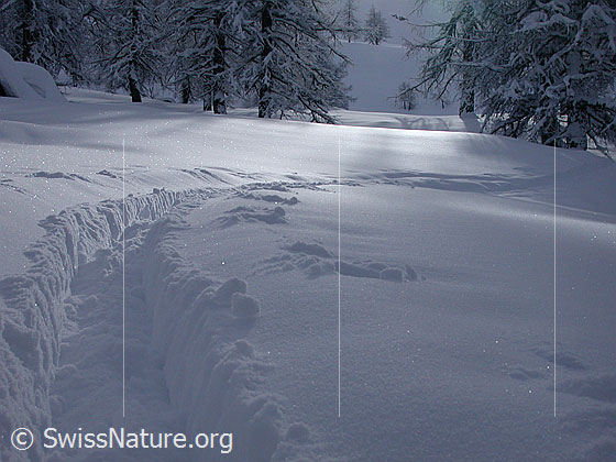 Foto: Aufstiegsspur im Lärchenwald