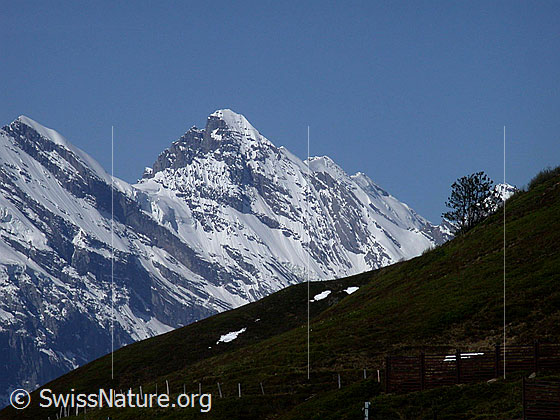 Foto: Blick von der Kleinen Scheidegg zum Tschingelspitz und Gspaltenhorn.